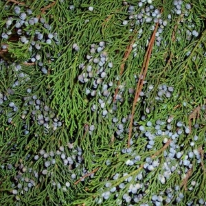 Blueberry Cedar
