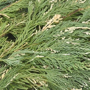 Variegated Leyland Cedar