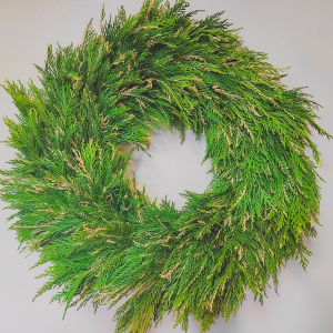 Variegated Leyland Wreath