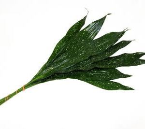 Aspidistra Milky Way