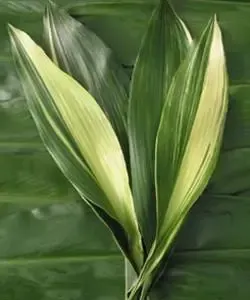 Aspidistra Varigated