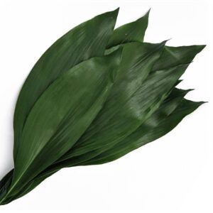 Aspidistra