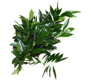 Cocculus