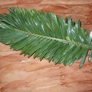 Coontie