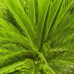 Sago Palm