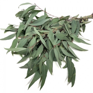 Euc Willow