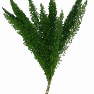 Foxtail