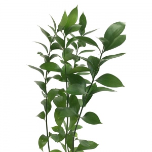 Isreali Ruscus