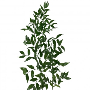 Italian Ruscus