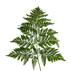 Leatherleaf