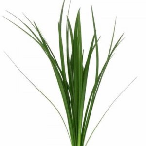 Lilly Grass