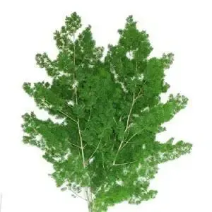 Ming Fern