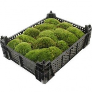 Mood Moss