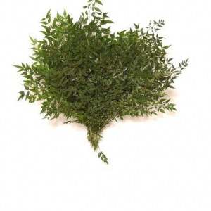 Nandina