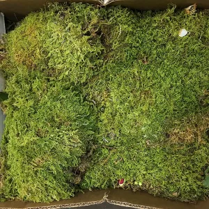 Sheet Moss