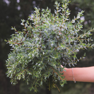Euc Bonsai (Parvifolia)